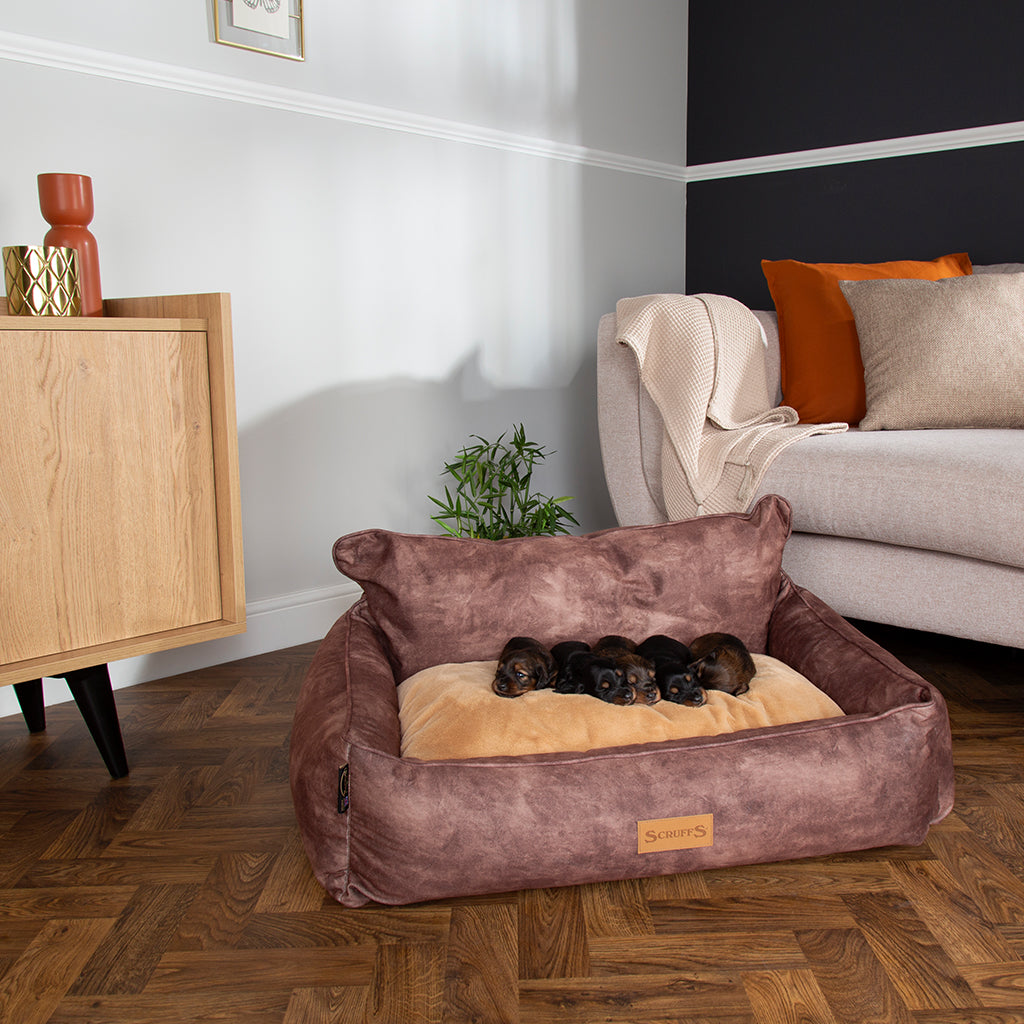 Kensington Box Dog Bed (in Cream, Chocolate, Navy or Grey) by Scruffs-3